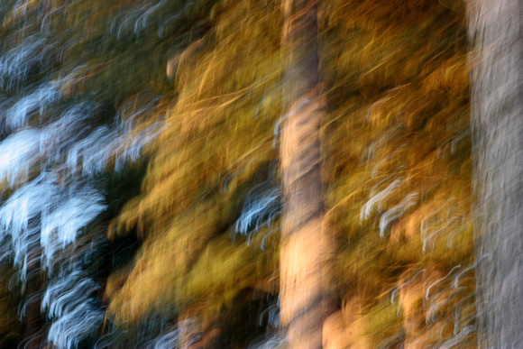 Tree Blur 2
