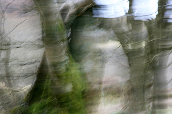 Tree Blur 1