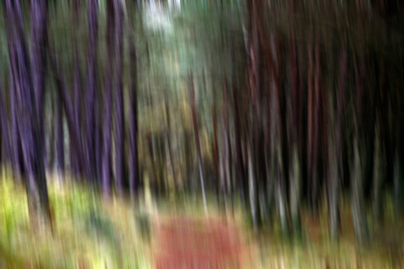 Tree Blur 3